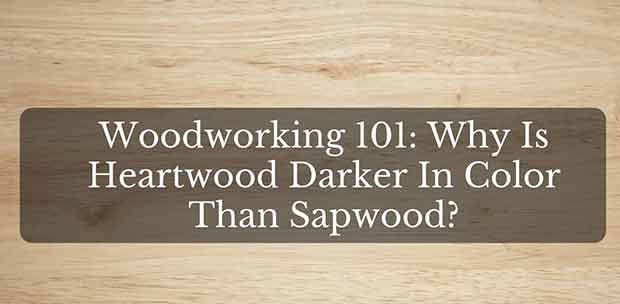 Woodworking 101: Why Heartwood Darker Color Than Sapwood?